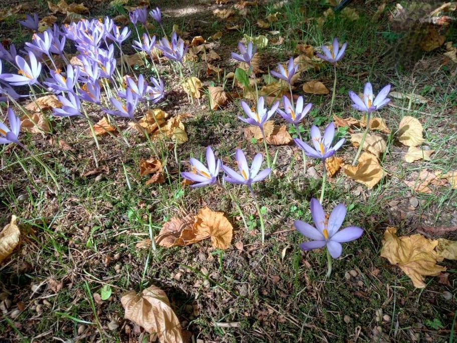 Gite L'Enclos O Rendez-Vous Roquefeuil-Pays De Sault- Avec Jardin Eksteriør bilde