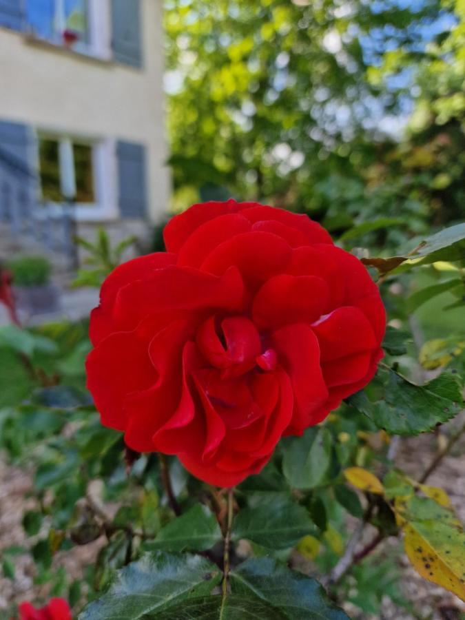 Gite L'Enclos O Rendez-Vous Roquefeuil-Pays De Sault- Avec Jardin Eksteriør bilde